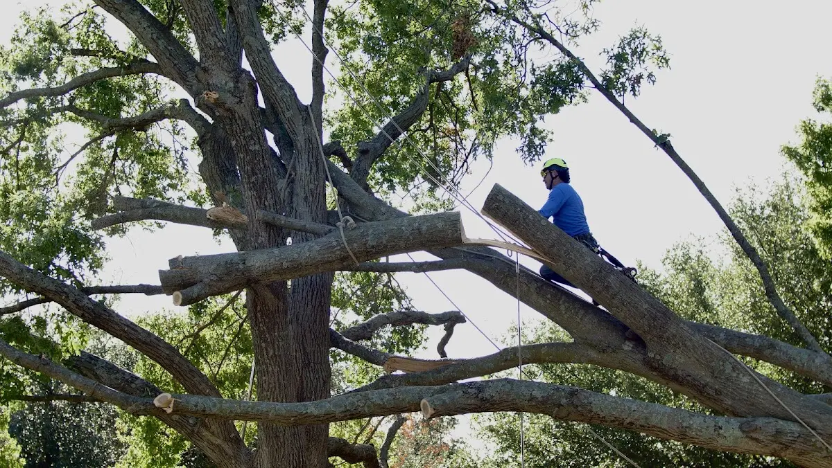 Professional Hazardous Tree Removal performed by certified arborists in Orleans